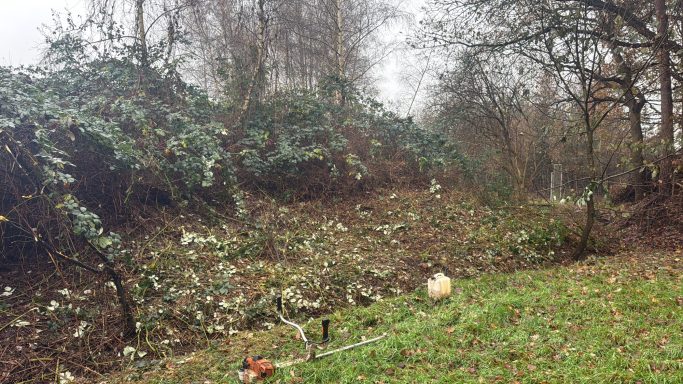 Ein bewaldeter Hang mit abgefallenen Blättern und Sträuchern, typisches Herbstbild.